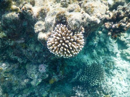 Maldives, a new coral that grows on the barrier destroyed by the 2004 tsunamiの写真素材
