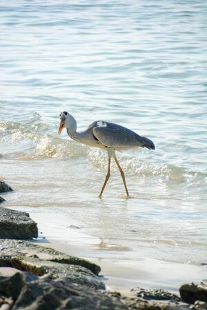 heron on the shores of the tropical sea pointing a bank of sardines to the shoreの写真素材