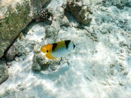 spectacular views of tropical underwater lifeの写真素材