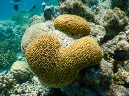 spectacular views of tropical underwater lifeの写真素材