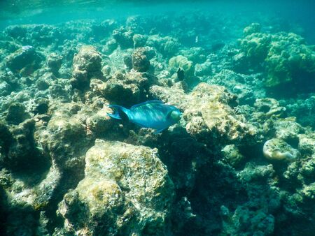spectacular views of tropical underwater life