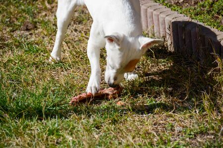 innate instinct of a jack russell hunter who eats a steak boneの写真素材