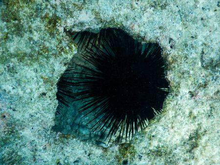 spectacular views of tropical underwater life