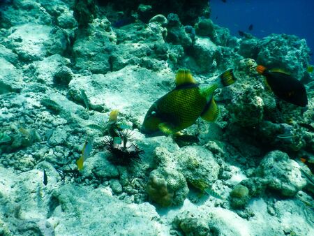 spectacular views of tropical underwater life