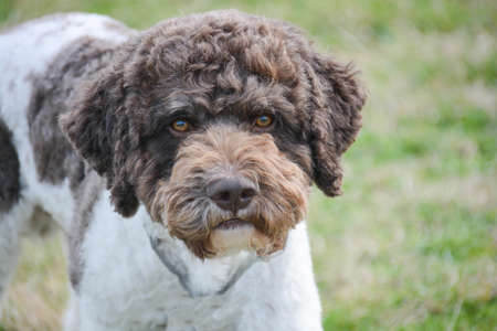 lagotto truffle dog originally from Emilia Romagna Italy