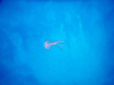 jellyfish with very long tentacles floating in the blue of the Mediterranean seaの写真素材