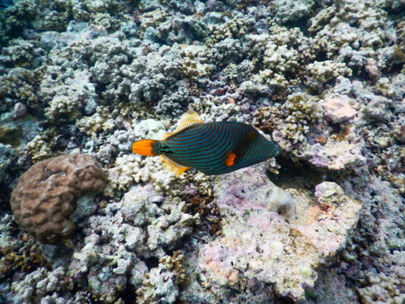 spectacular views of tropical underwater life