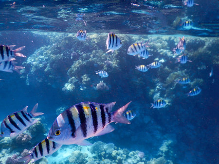 coral reef in the red sea, real unretouched imageの写真素材