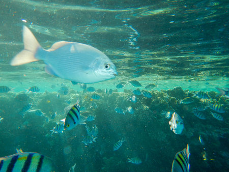 shoal of fish gone crazy by our presence