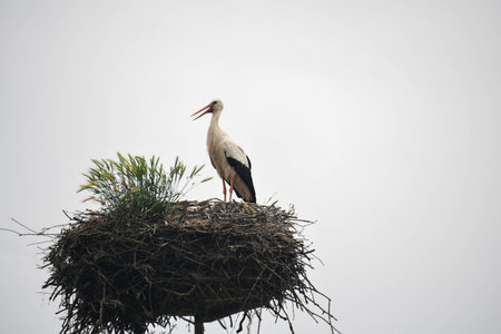 stork in its nestの写真素材