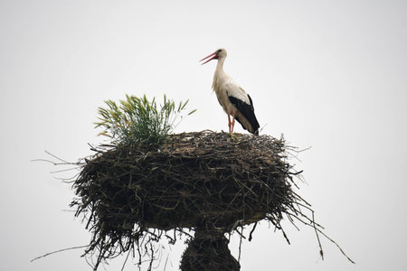 stork in its nestの写真素材