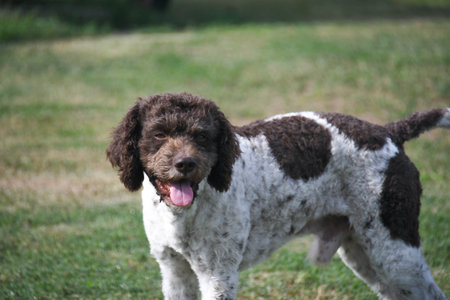 lagotto truffle dog originally from Emilia Romagna Italyの写真素材