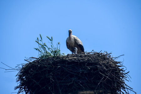 stork in its nest cuddling its little chick