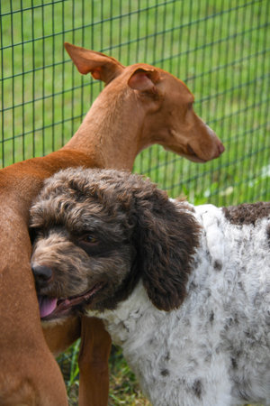 truffle dog lagotto originally from Emilia Romagna Italy in love