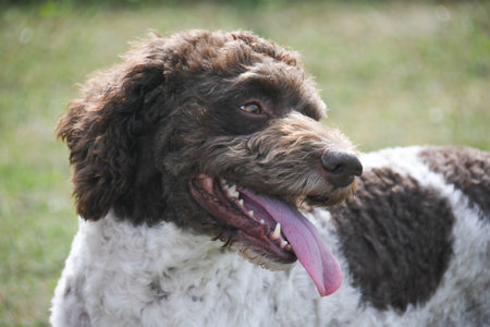 lagotto truffle dog originally from Emilia Romagna Italy