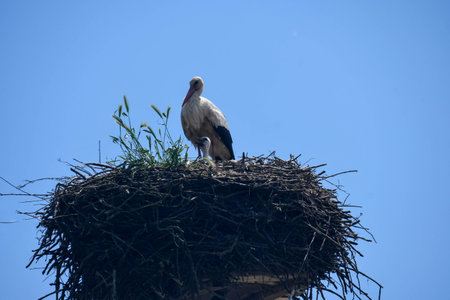 stork in its nest cuddling its little chick