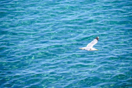 Seagull flies free in the open blue sky over the sea