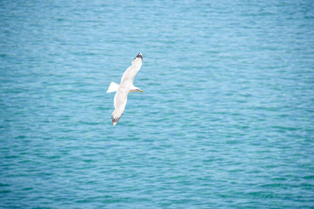 Seagull flies free in the open blue sky