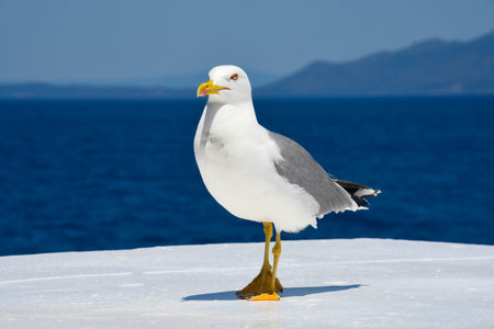 Seagull posing with elegance and curiosity by the seaside.