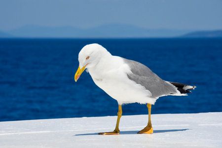 Seagull show itself as a modern fashion modelの写真素材