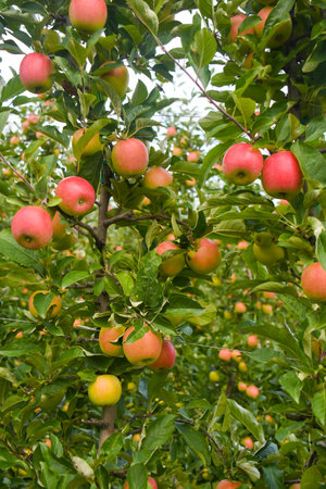 Italian apples on trees in Trentino Alto Adige