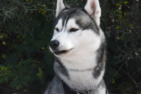 the wolf is bad only in fairy tales but he is a great friend of man, admire him in pose
