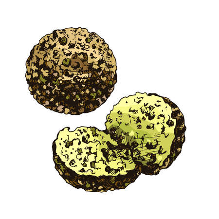 Falafel balls. Dish middle eastern traditional food. Vector color vintage hatching illustration isolated on whiteのイラスト素材