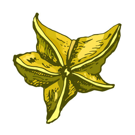 Whole star fruit. Vector color vintage hatching illustration isolated on whiteのイラスト素材