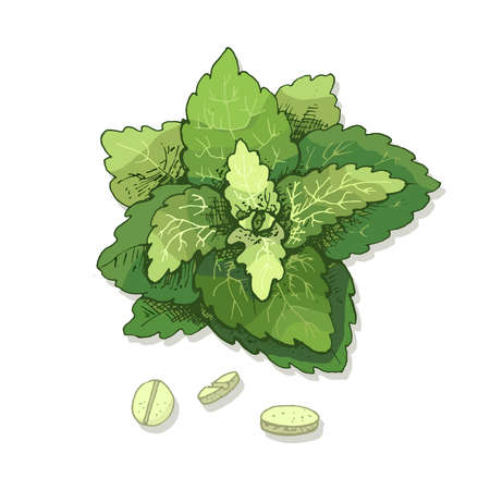 Stevia leaves and tablet. Vector color vintage hatching illustration isolatedのイラスト素材