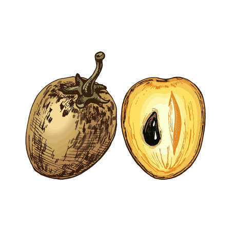 Whole and half sapodilla. Vector vintage hatching color illustration. Isolated on white background.のイラスト素材