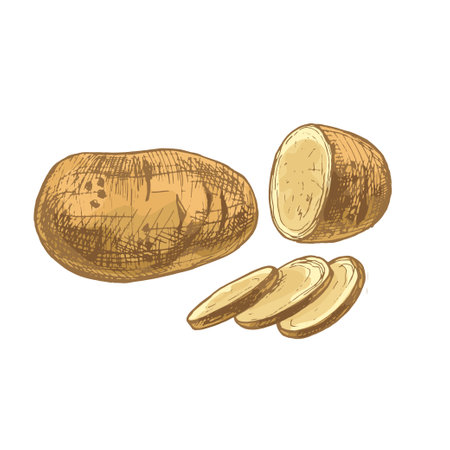 Potato whole and slice. Vector vintage hatchingのイラスト素材
