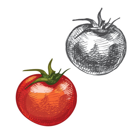 Tomato whole isolated on white background. Vector vintage hatchingのイラスト素材