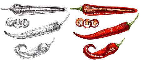 Chilli whole, half and slice. Vector vintage hatching color illustration. Isolated on white background.のイラスト素材
