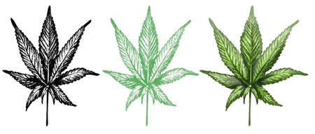 Marijuana leaf. Vector vintage hatching color illustration. Isolated on white background. Hand drawn designのイラスト素材