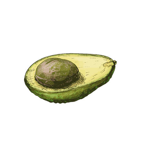 Whole and half avocado with seed. Vector color vintage hatching illustration isolated on a white background.のイラスト素材