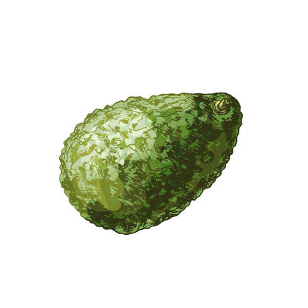 Whole and half avocado with seed. Vector color vintage hatching illustration isolated on a white...