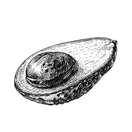 Half avocado with seed. Vector monochrome vintage hatching illustration isolated on a white background.のイラスト素材