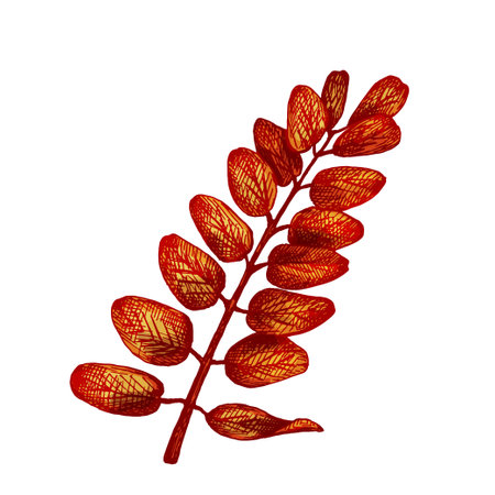 Acacia leaf. Vector color vintage hatching illustration isolated on a white background.のイラスト素材