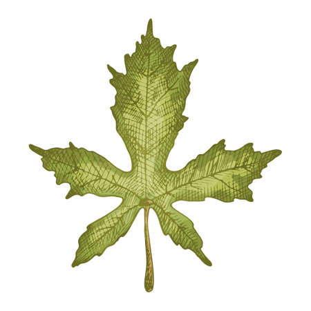 Maple leaf. Vector color vintage hatching illustration isolated on a white background.のイラスト素材