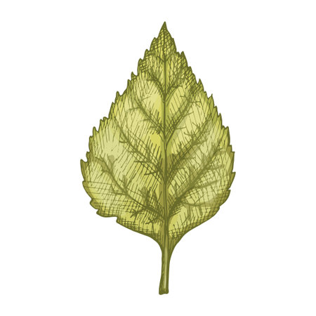 Linden leaf. Vector color vintage hatching illustration isolated on a white background.のイラスト素材