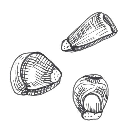 Grains corn. Vector monochrome vintage hatching illustration isolated on a white background.のイラスト素材