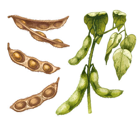 Unripe green fresh soybean pods with leaves and seeds. Vector hatching illustrationのイラスト素材