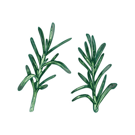 Rosemary branches and leaves. Vector color vintage hatching illustration isolatedのイラスト素材