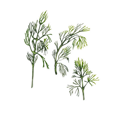 Dill fresh green branches. Vector color vintage hatching illustration isolated on whiteのイラスト素材