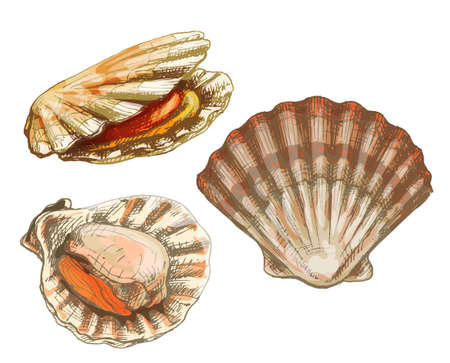 Shell scallop in different angles. Vintage hatching color illustration