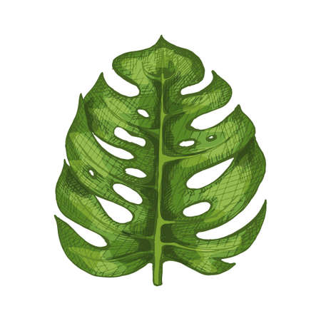 Monstera green fresh leaf. Vintage vector hatching colorのイラスト素材