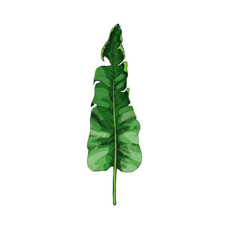 Palm green fresh banana leaf. Vintage vector hatchingのイラスト素材