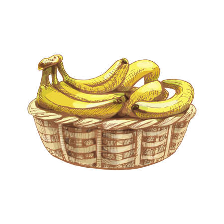 Branch fresh banana fruit in basket. Vintage vector hatching color illustrationのイラスト素材