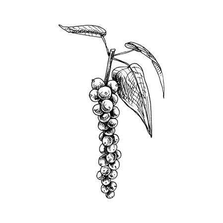 Black pepper plant with leaves and peppercorns. Vector vintage hatching black illustration. Isolated on white background. Hand drawn designのイラスト素材