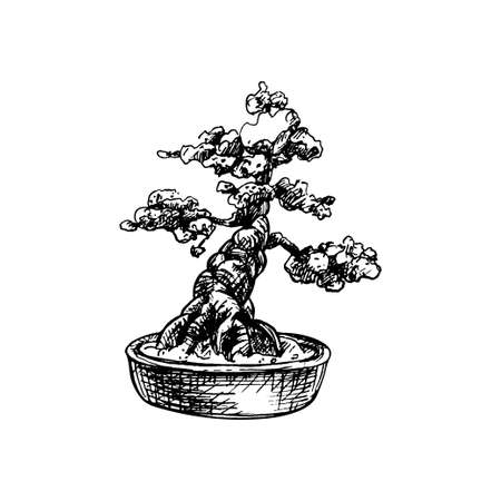 Bonsai tree in pot. Vector vintage hatching illustration. Isolated on whiteのイラスト素材